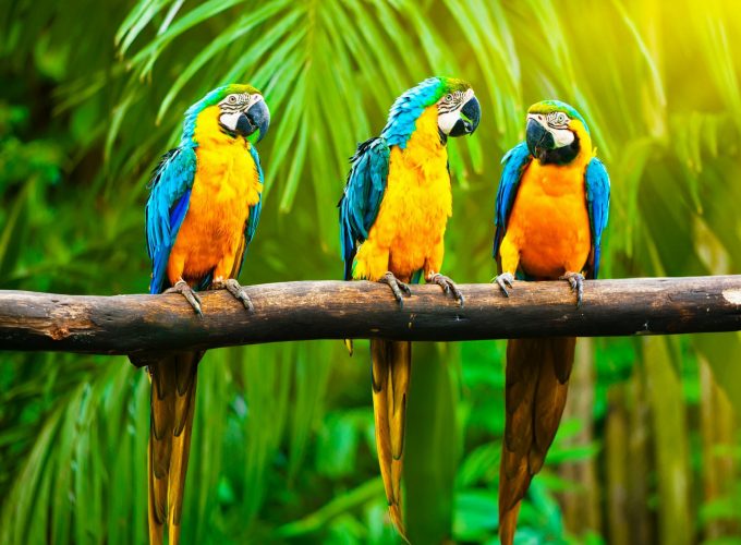 Wallpaper Macaw, parrot, tropics, Animals 937267125
